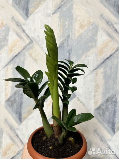 Замиокулькас зензи (жук)