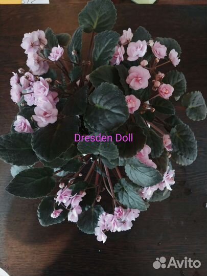 Фиалки трейлеры