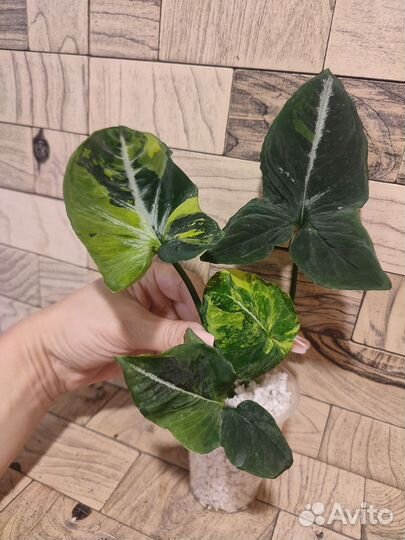 Сингониум яичница