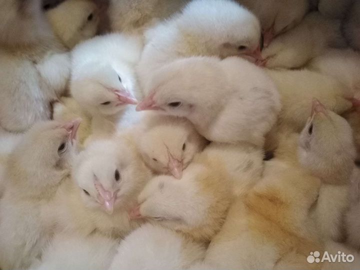 Цыплята бройлер Импорт
