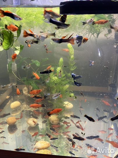 Меченосцы (пародистые)