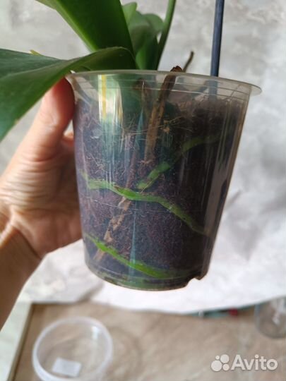 Орхидея попугай и др