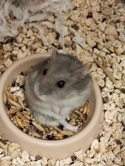 Джунгарский хомяк