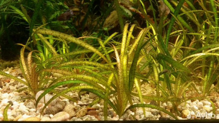 Аквариумные растения. Элодея, роголистник и тд
