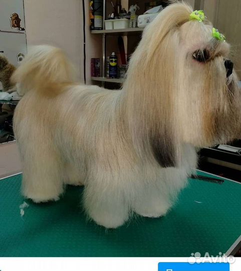 Стрижка кошек и собак