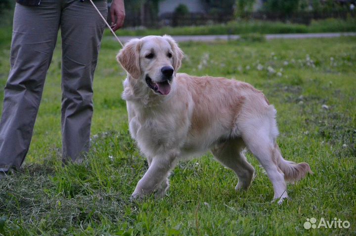 Выгул собак