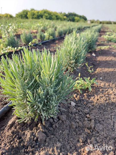 Лаванда Розмарин Тимьян