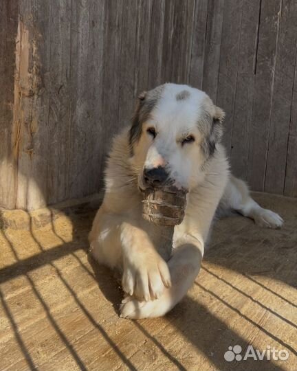 Среднеазиатская овчарка вязка