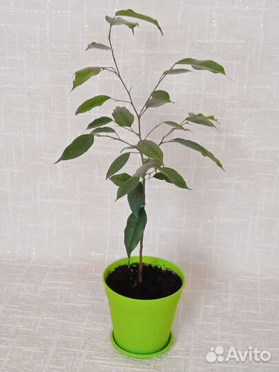 Фикус бенджамина / Ficus bendjamina