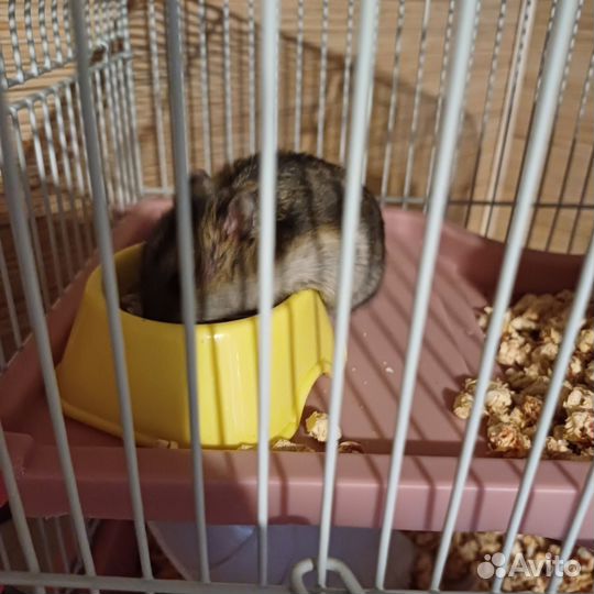 Джунгарский хомяк, малыши