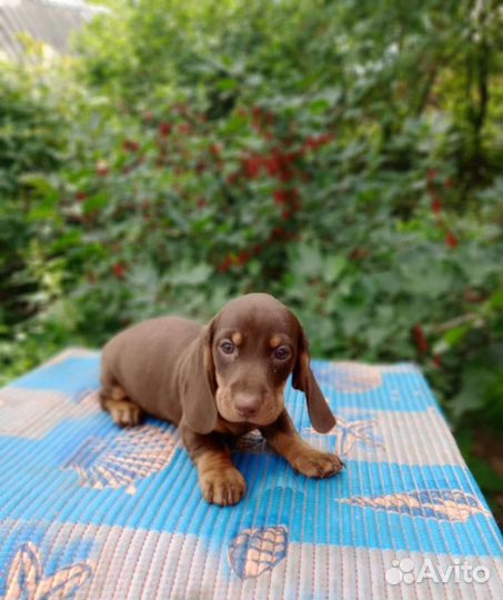 Такса г/ш мини