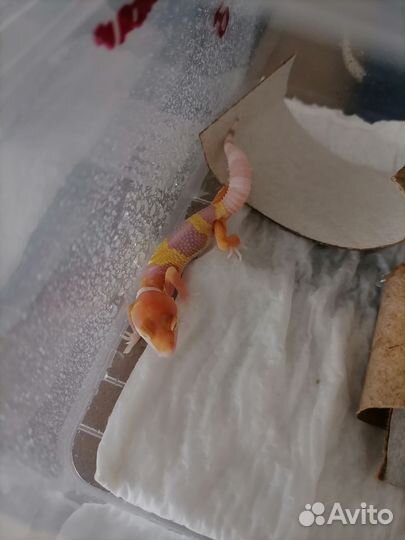 Самец Эублефара Радар