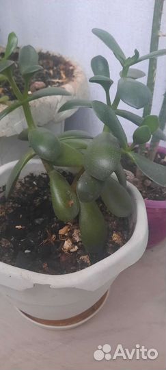 Толстянка,декабрист