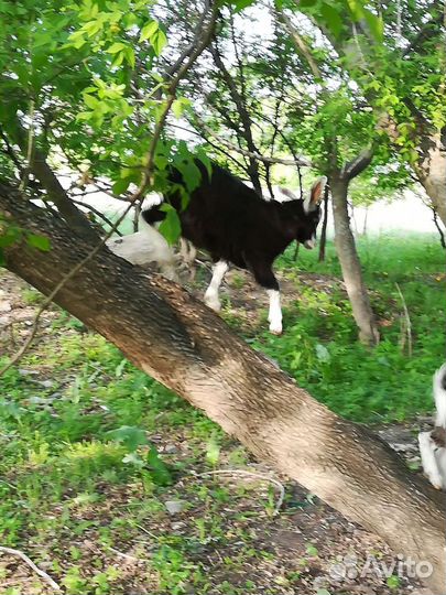 Продам дойных коз, козочек