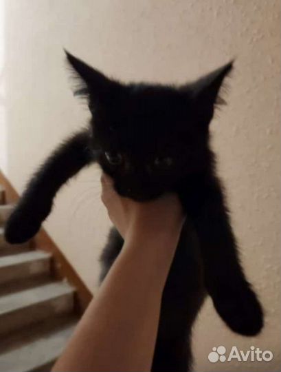 Черный котенок