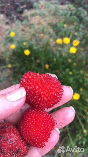 Тибетская малина (рассада)