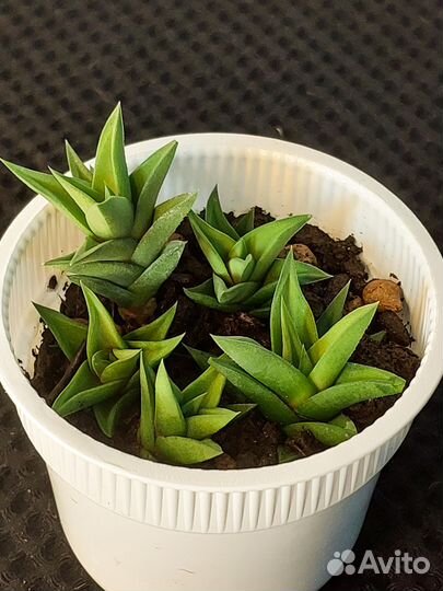 Хавортия суккулент