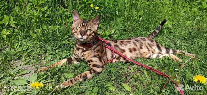 Бенгальский кот вязка