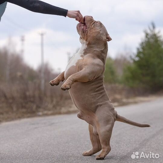 Питомник Американских Булли American Dream