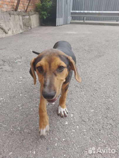 Найден домашний щенок