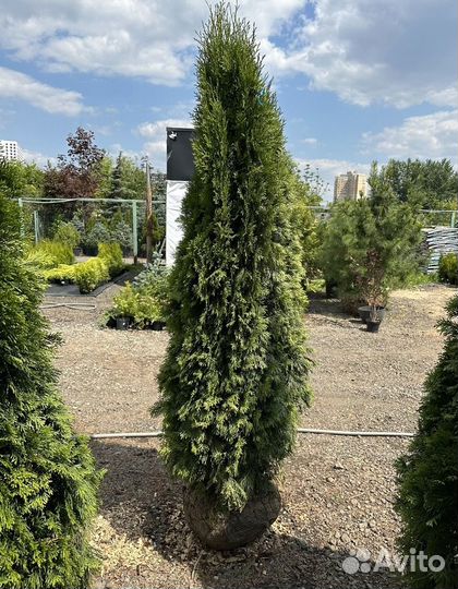 Туя Смарагд 180-200