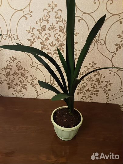 Комнатные цветы кливия,детки