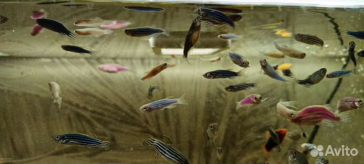 Аквариумные рыбки данио