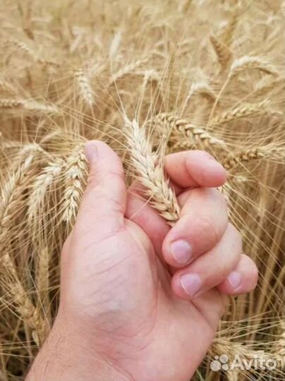 Продается пшеница