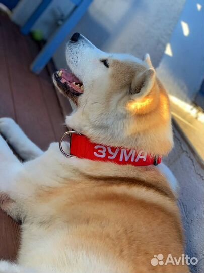 Ошейник для собаки с адресником