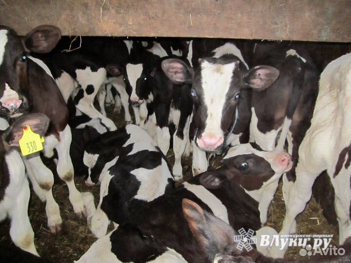 Телята на откорм