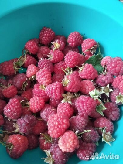 Ремонтантная малина