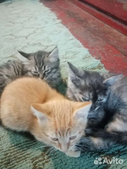 Сибирская кошка