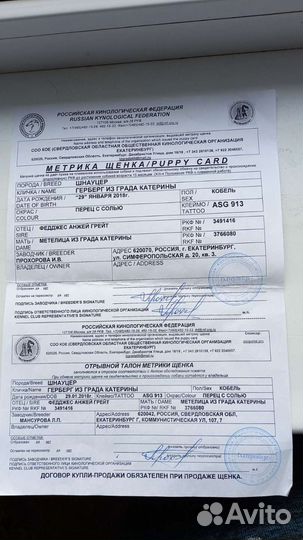 Вязка Шнауцер