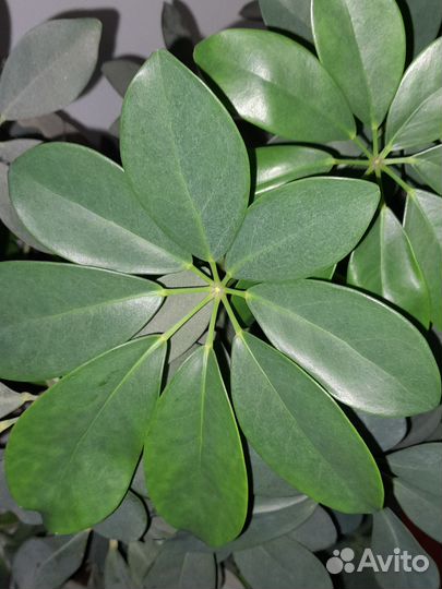 Цветок шефлера взрослое растение