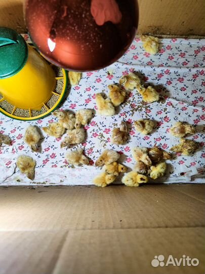 Инкубационное перепелиное яйцо породы Техасский