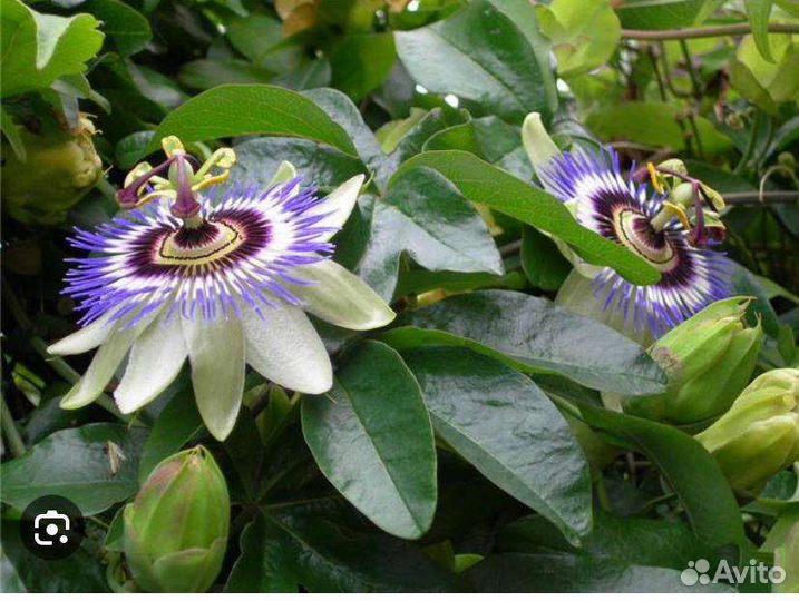 Пассифлора маракуйя