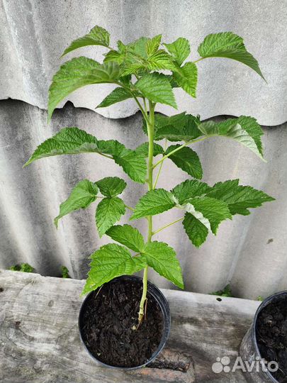 Малиновое дерево Сказка саженцы