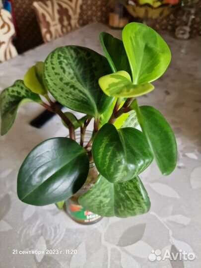 Пеперомия (черенки)