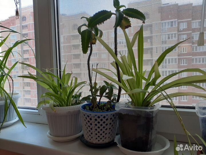 Хлорофитум