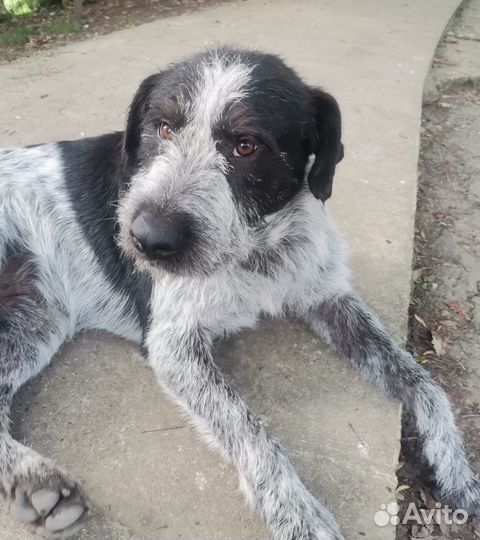 Курцхаар кобель