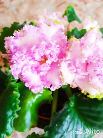 Фиалка сортовая (листики укорененные)