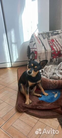 Той-терьер вязка