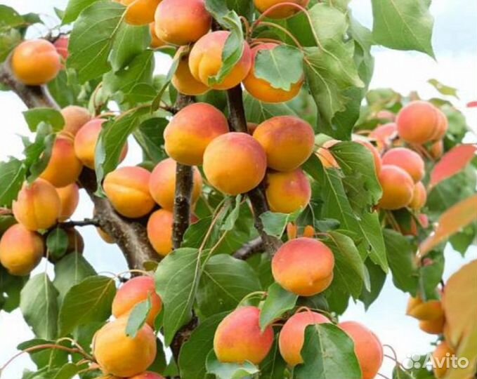 Абрикос сушенный