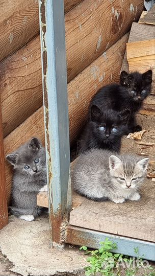 Кошки мышеловы