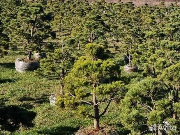 Дерево бонсай