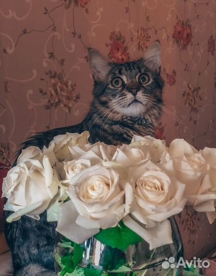 Кот вязка