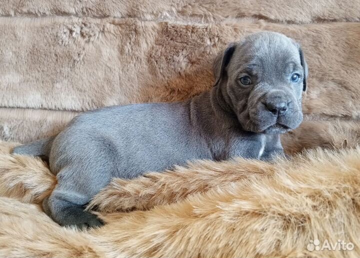 Щенки кане корсо