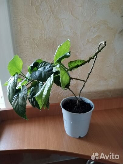 Отросток гибискуса