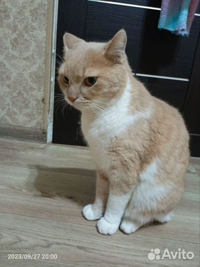 Отдам кота в добрые руки