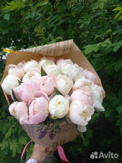 Пионы белые